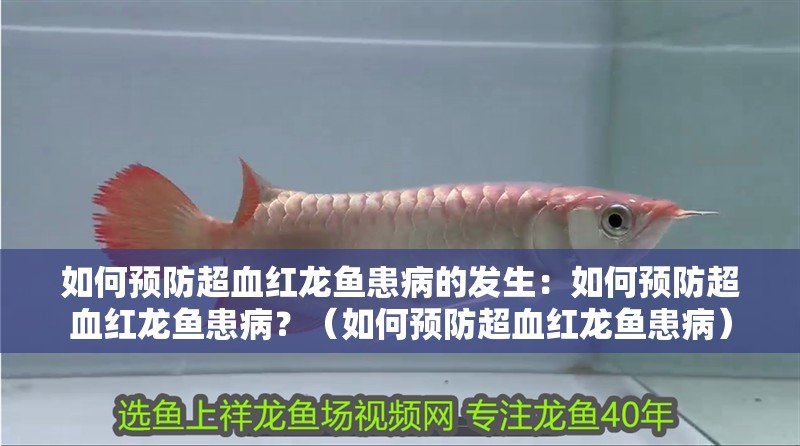 如何預防超血紅龍魚患病的發生：如何預防超血紅龍魚患病？（如何預防超血紅龍魚患病）