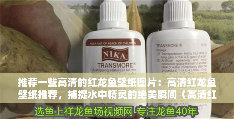 推薦一些高清的紅龍魚壁紙圖片：高清紅龍魚壁紙推薦，捕捉水中精靈的絕美瞬間（高清紅龍魚壁紙）