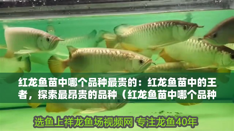 紅龍魚苗中哪個品種最貴的：紅龍魚苗中的王者，探索最昂貴的品種（紅龍魚苗中哪個品種最昂貴）