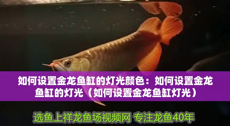 如何設置金龍魚缸的燈光顏色：如何設置金龍魚缸的燈光（如何設置金龍魚缸燈光）