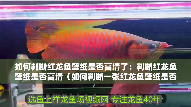魚缸用增氧泵價(jià)格是多少:魚缸增氧機(jī)-xtrac增氧機(jī)-xtrac增氧機(jī) 如何判斷紅龍魚壁紙是否高清了:判斷紅龍魚壁紙是否高清(如何判斷一張紅龍魚壁紙是否高清) 水族問答 如何判斷紅龍魚壁紙是否高清了:判斷紅龍魚壁紙是否高清(如何判斷一張紅龍魚壁紙是否高清) 如何判斷紅龍魚壁紙是否高清了:判斷紅龍魚壁紙是否高清(如何判斷一張紅龍魚壁紙是否高清) 水族問答