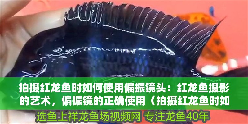 拍攝紅龍魚時如何使用偏振鏡頭：紅龍魚攝影的藝術(shù)，偏振鏡的正確使用（拍攝紅龍魚時如何使用偏振鏡）