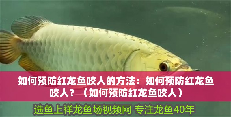 如何預防紅龍魚咬人的方法：如何預防紅龍魚咬人？（如何預防紅龍魚咬人）