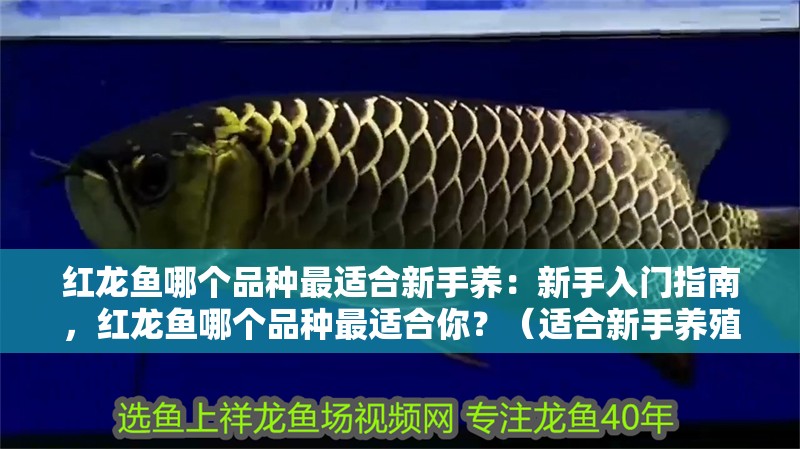 紅龍魚哪個品種最適合新手養：新手入門指南，紅龍魚哪個品種最適合你？（適合新手養殖的紅龍魚品種）