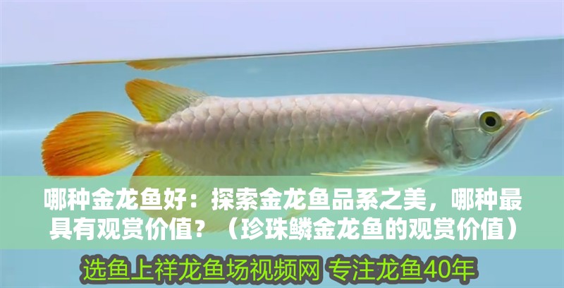 哪種金龍魚好：探索金龍魚品系之美，哪種最具有觀賞價值？（珍珠鱗金龍魚的觀賞價值）