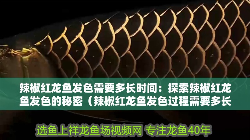辣椒紅龍魚(yú)發(fā)色需要多長(zhǎng)時(shí)間：探索辣椒紅龍魚(yú)發(fā)色的秘密（辣椒紅龍魚(yú)發(fā)色過(guò)程需要多長(zhǎng)時(shí)間）