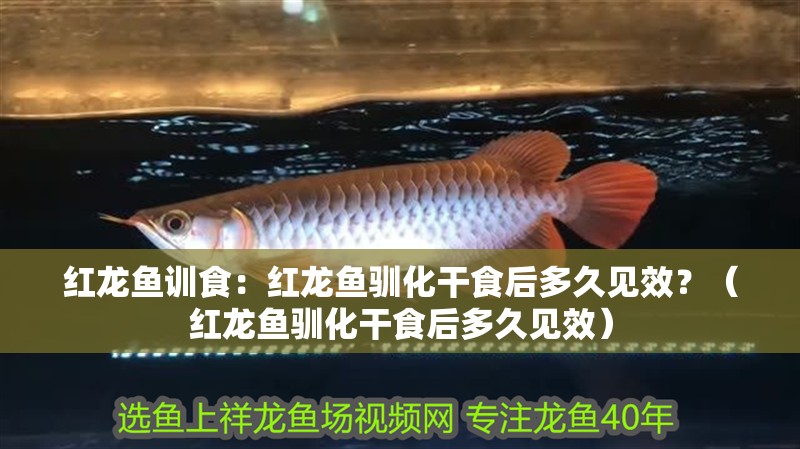 紅龍魚訓食：紅龍魚馴化干食后多久見效？（紅龍魚馴化干食后多久見效）