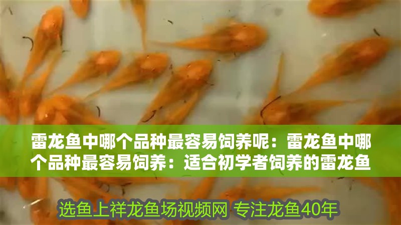 雷龍魚中哪個品種最容易飼養呢：雷龍魚中哪個品種最容易飼養：適合初學者飼養的雷龍魚品種需要考慮以下幾個因素