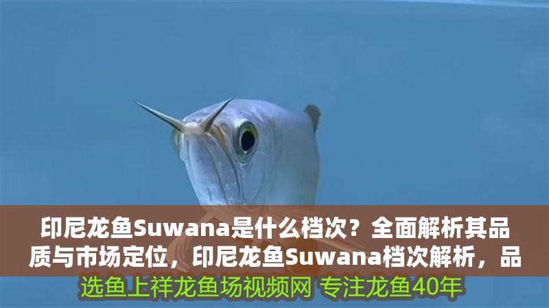 印尼龍魚Suwana是什么檔次？全面解析其品質(zhì)與市場定位，印尼龍魚Suwana檔次解析，品質(zhì)特點與市場定位全揭秘