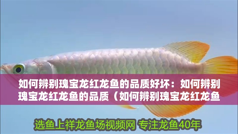 如何辨別瑰寶龍紅龍魚的品質(zhì)好壞：如何辨別瑰寶龍紅龍魚的品質(zhì)（如何辨別瑰寶龍紅龍魚）