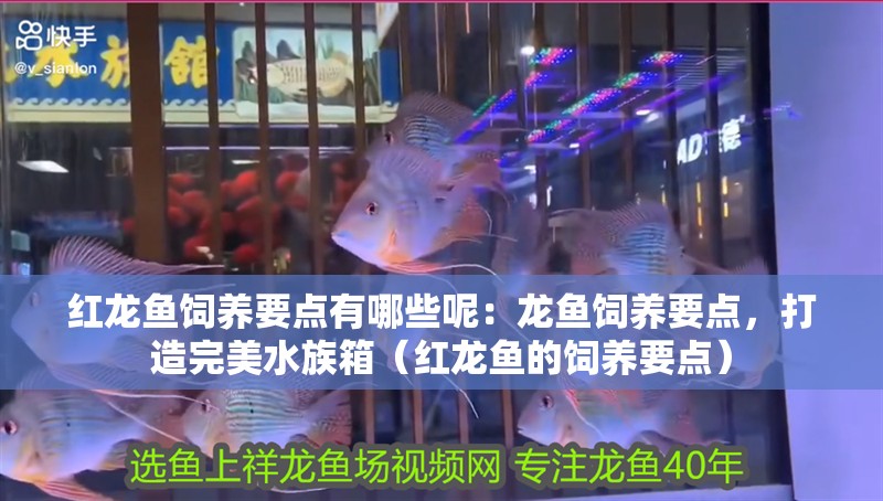 紅龍魚飼養要點有哪些呢：龍魚飼養要點，打造完美水族箱（紅龍魚的飼養要點）