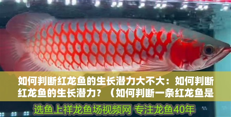 如何判斷紅龍魚的生長潛力大不大：如何判斷紅龍魚的生長潛力？（如何判斷一條紅龍魚是否具有良好的生長潛力）