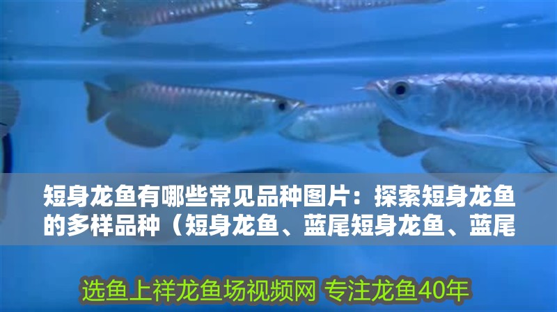 短身龍魚有哪些常見品種圖片：探索短身龍魚的多樣品種（短身龍魚、藍尾短身龍魚、藍尾短身龍魚、藍尾短身龍魚）