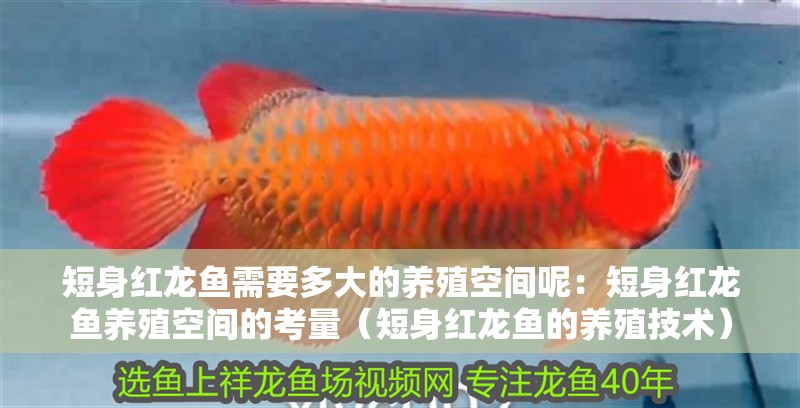 短身紅龍魚需要多大的養殖空間呢：短身紅龍魚養殖空間的考量（短身紅龍魚的養殖技術）