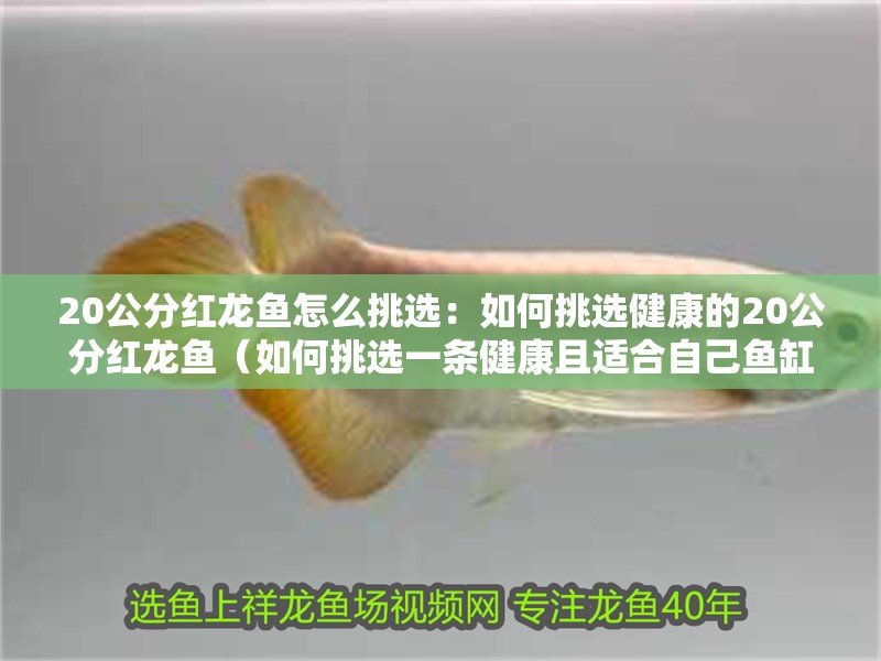 20公分紅龍魚怎么挑選：如何挑選健康的20公分紅龍魚（如何挑選一條健康且適合自己魚缸環(huán)境的20公分紅龍魚呢？）