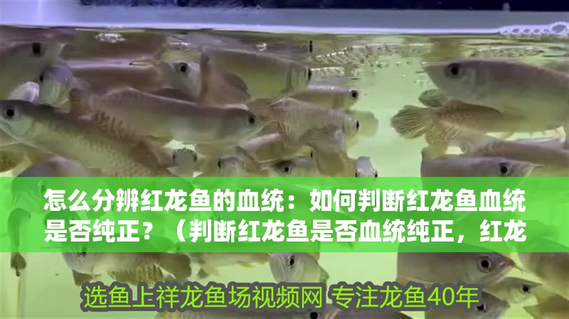 怎么分辨紅龍魚的血統：如何判斷紅龍魚血統是否純正？（判斷紅龍魚是否血統純正，紅龍魚的血統是否純正，請教專家請教）