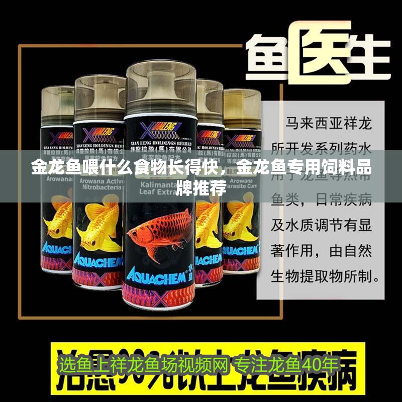 金龍魚喂什么食物長得快，金龍魚專用飼料品牌推薦