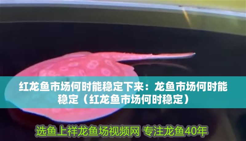 紅龍魚市場何時能穩定下來：龍魚市場何時能穩定（紅龍魚市場何時穩定）