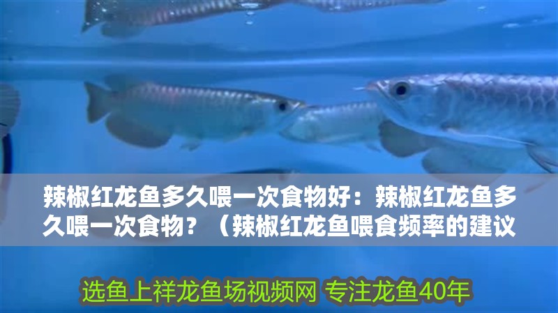 辣椒紅龍魚多久喂一次食物好：辣椒紅龍魚多久喂一次食物？（辣椒紅龍魚喂食頻率的建議：辣椒紅龍魚喂食頻率的建議）