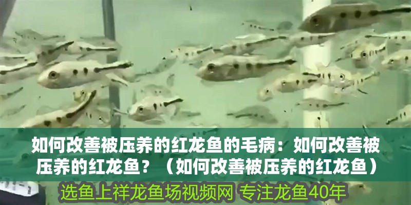 如何改善被壓養的紅龍魚的毛病：如何改善被壓養的紅龍魚？（如何改善被壓養的紅龍魚）