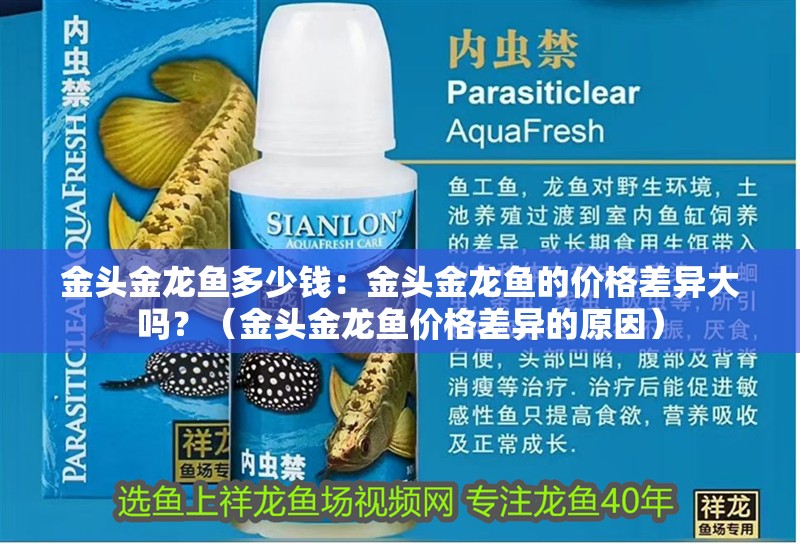 金頭金龍魚多少錢：金頭金龍魚的價(jià)格差異大嗎？（金頭金龍魚價(jià)格差異的原因）
