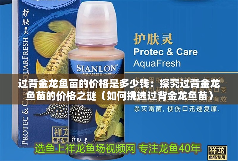過背金龍魚苗的價(jià)格是多少錢：探究過背金龍魚苗的價(jià)格之謎（如何挑選過背金龍魚苗）