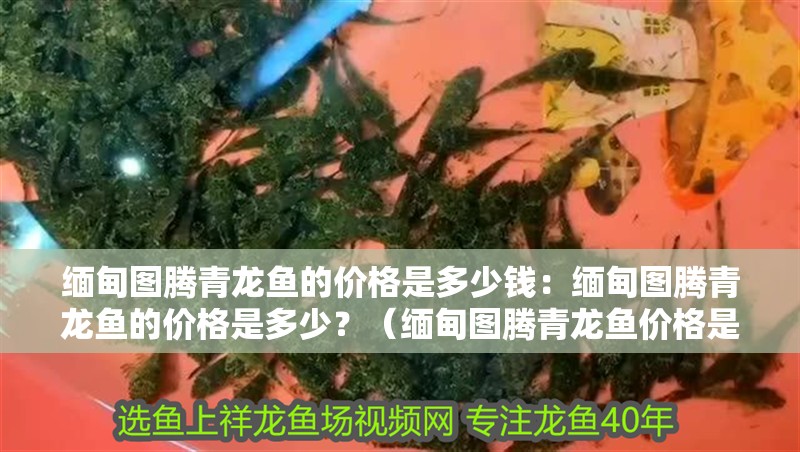 緬甸圖騰青龍魚的價(jià)格是多少錢：緬甸圖騰青龍魚的價(jià)格是多少？（緬甸圖騰青龍魚價(jià)格是多少緬甸圖騰青龍魚價(jià)格是多少）