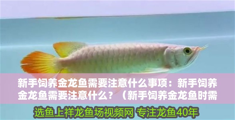 新手飼養金龍魚需要注意什么事項：新手飼養金龍魚需要注意什么？（新手飼養金龍魚時需要注意的幾個方面）