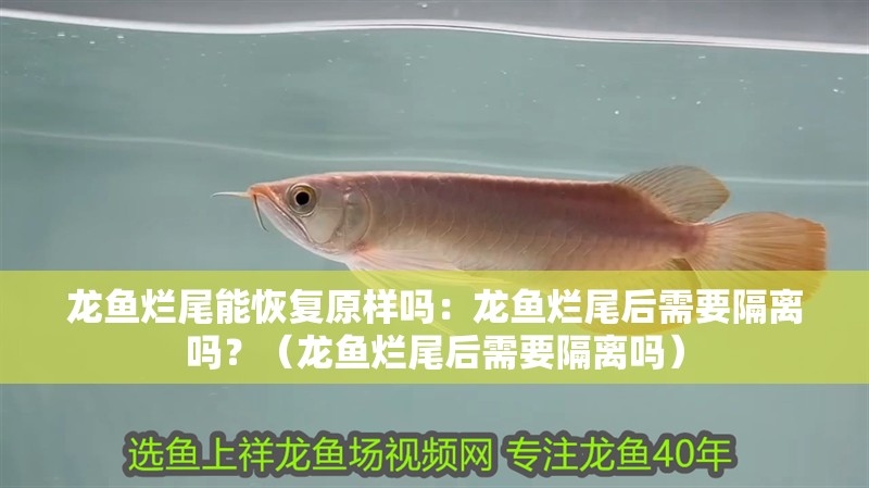 龍魚爛尾能恢復原樣嗎：龍魚爛尾后需要隔離嗎？（龍魚爛尾后需要隔離嗎） 龍魚爛尾能恢復原樣嗎：龍魚爛尾后需要隔離嗎？（龍魚爛尾后需要隔離嗎） 水族問答