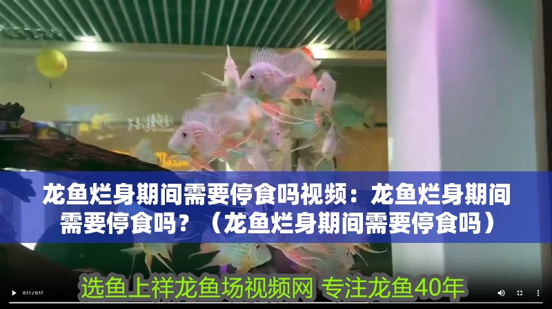 龍魚爛身期間需要停食嗎視頻：龍魚爛身期間需要停食嗎？（龍魚爛身期間需要停食嗎）