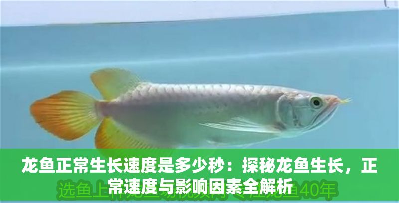 龍魚正常生長速度是多少秒：探秘龍魚生長，正常速度與影響因素全解析