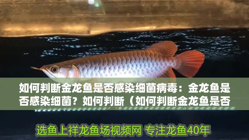 如何判斷金龍魚是否感染細菌病毒：金龍魚是否感染細菌？如何判斷（如何判斷金龍魚是否感染了細菌）