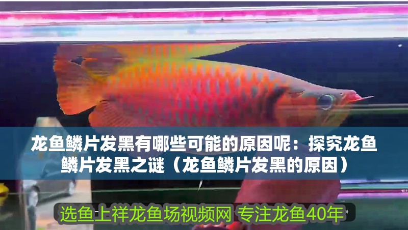 龍魚鱗片發黑有哪些可能的原因呢：探究龍魚鱗片發黑之謎（龍魚鱗片發黑的原因）