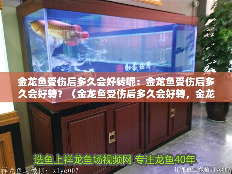金龍魚受傷后多久會好轉呢：金龍魚受傷后多久會好轉？（金龍魚受傷后多久會好轉，金龍魚受傷后的康復過程是什么）