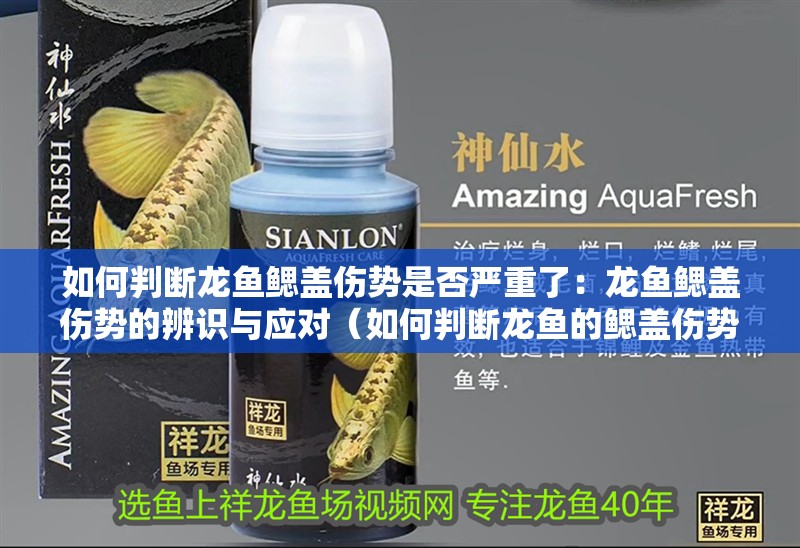 如何判斷龍魚鰓蓋傷勢(shì)是否嚴(yán)重了：龍魚鰓蓋傷勢(shì)的辨識(shí)與應(yīng)對(duì)（如何判斷龍魚的鰓蓋傷勢(shì)是否嚴(yán)重）