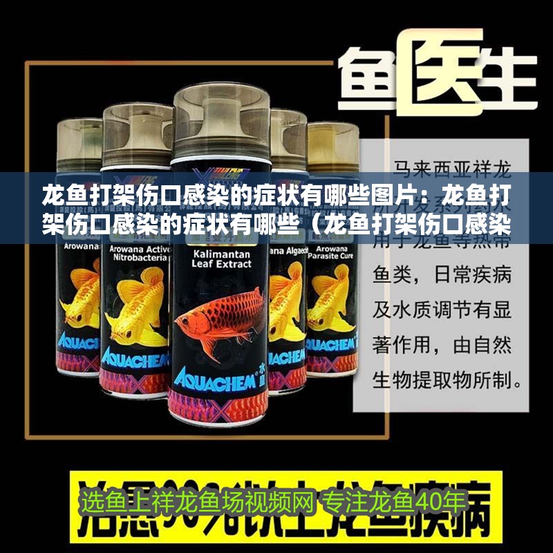 龍魚打架傷口感染的癥狀有哪些圖片：龍魚打架傷口感染的癥狀有哪些（龍魚打架傷口感染可能會導致龍魚打架傷口感染的癥狀）