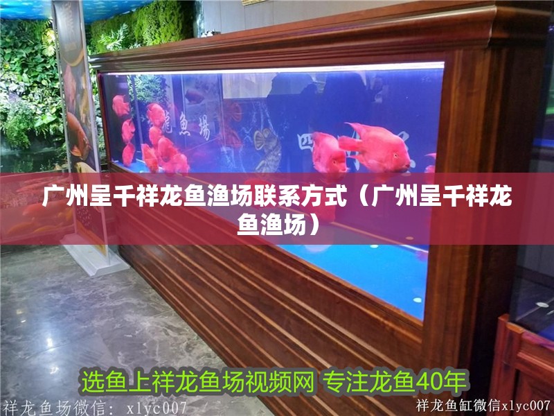 廣州呈千祥龍魚漁場(chǎng)聯(lián)系方式（廣州呈千祥龍魚漁場(chǎng)）