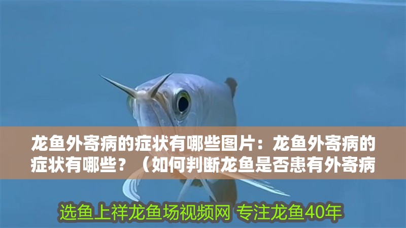 龍魚外寄病的癥狀有哪些圖片：龍魚外寄病的癥狀有哪些？（如何判斷龍魚是否患有外寄病）