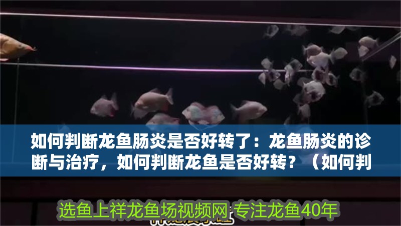 如何判斷龍魚(yú)腸炎是否好轉(zhuǎn)了：龍魚(yú)腸炎的診斷與治療，如何判斷龍魚(yú)是否好轉(zhuǎn)？（如何判斷龍魚(yú)是否好轉(zhuǎn)）