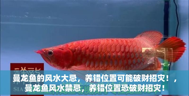 曼龍魚的風(fēng)水大忌，養(yǎng)錯(cuò)位置可能破財(cái)招災(zāi)！，曼龍魚風(fēng)水禁忌，養(yǎng)錯(cuò)位置恐破財(cái)招災(zāi)！
