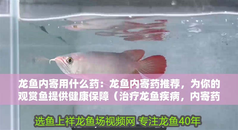 龍魚內寄用什么藥：龍魚內寄藥推薦，為你的觀賞魚提供健康保障（治療龍魚疾病，內寄藥的選擇和使用方法）