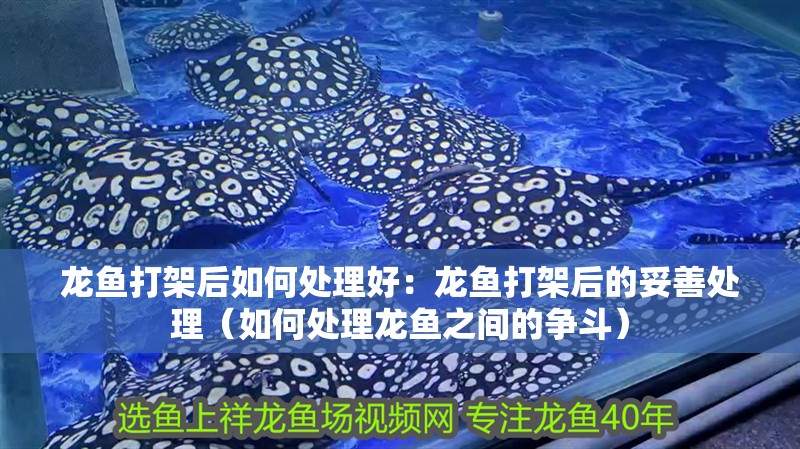 龍魚打架后如何處理好：龍魚打架后的妥善處理（如何處理龍魚之間的爭斗）