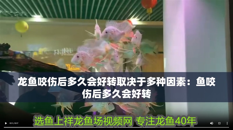 龍魚(yú)咬傷后多久會(huì)好轉(zhuǎn)取決于多種因素：魚(yú)咬傷后多久會(huì)好轉(zhuǎn)