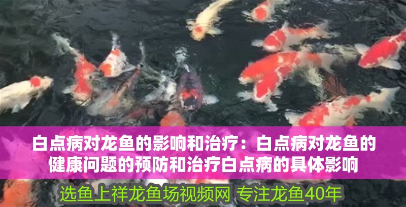 白點病對龍魚的影響和治療：白點病對龍魚的健康問題的預防和治療白點病的具體影響