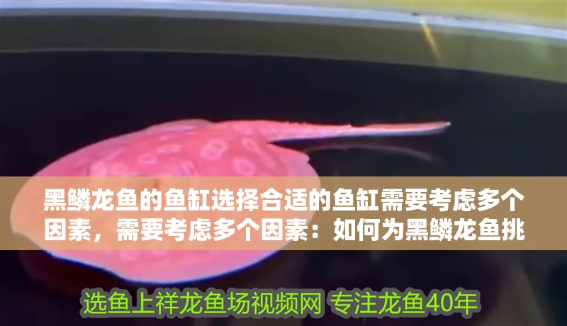 黑鱗龍魚的魚缸選擇合適的魚缸需要考慮多個因素，需要考慮多個因素：如何為黑鱗龍魚挑選一個合適的魚缸