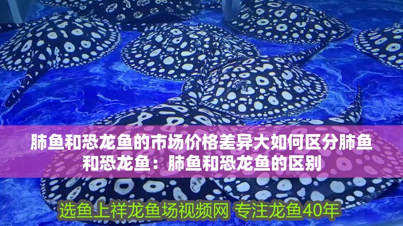 肺魚和恐龍魚的市場價格差異大如何區分肺魚和恐龍魚：肺魚和恐龍魚的區別