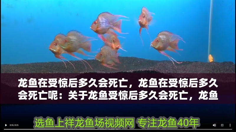 龍魚在受驚后多久會死亡，龍魚在受驚后多久會死亡呢：關于龍魚受驚后多久會死亡，龍魚在受驚后多久會死亡呢 龍魚在受驚后多久會死亡，龍魚在受驚后多久會死亡呢：關于龍魚受驚后多久會死亡，龍魚在受驚后多久會死亡呢 水族問答