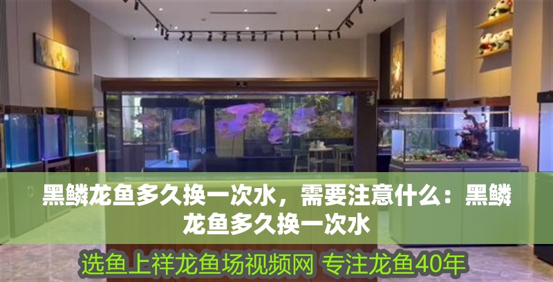 黑鱗龍魚多久換一次水，需要注意什么：黑鱗龍魚多久換一次水