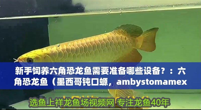 新手飼養(yǎng)六角恐龍魚需要準備哪些設(shè)備？：六角恐龍魚（墨西哥鈍口螈，ambystomamexicanum） 新手飼養(yǎng)六角恐龍魚需要準備哪些設(shè)備？：六角恐龍魚（墨西哥鈍口螈，ambystomamexicanum） 龍魚百科