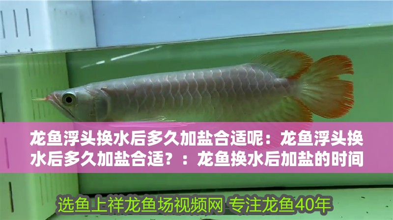 龍魚浮頭換水后多久加鹽合適呢：龍魚浮頭換水后多久加鹽合適？：龍魚換水后加鹽的時(shí)間取決于多種因素
